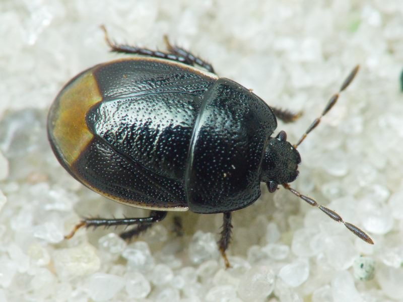 Legnotus limbosus (Geoffroy, 1785)
